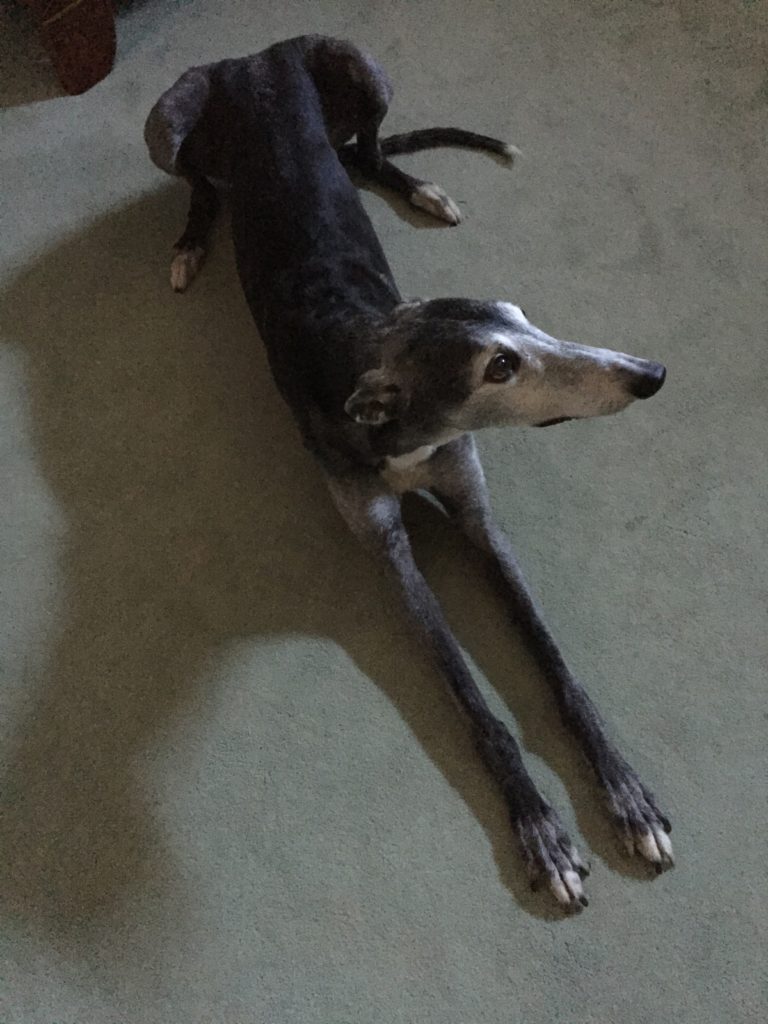 Our late, great greyhound Lizzy