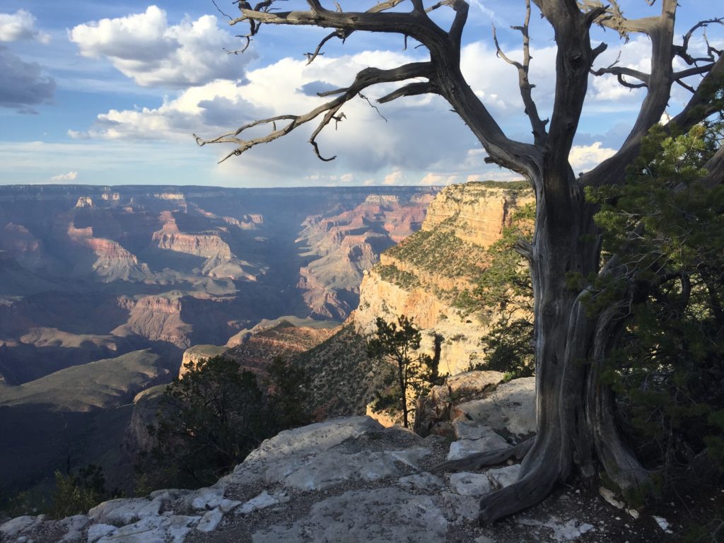 Grand Canyon view with tree and clouds.